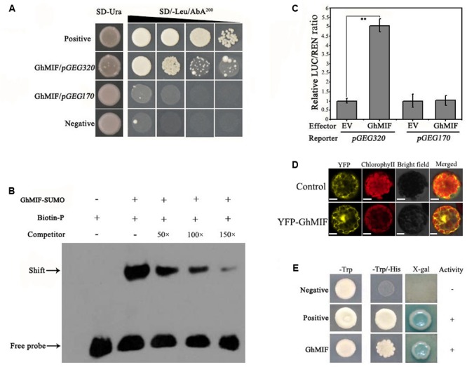 FIGURE 2