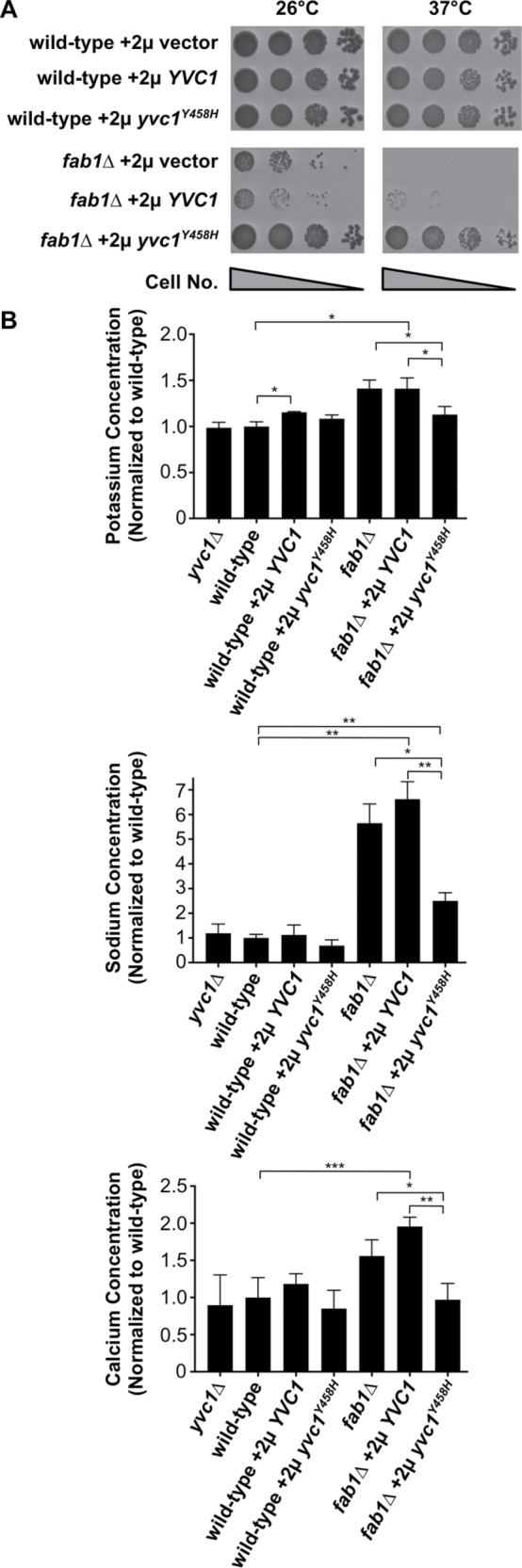 FIGURE 6: