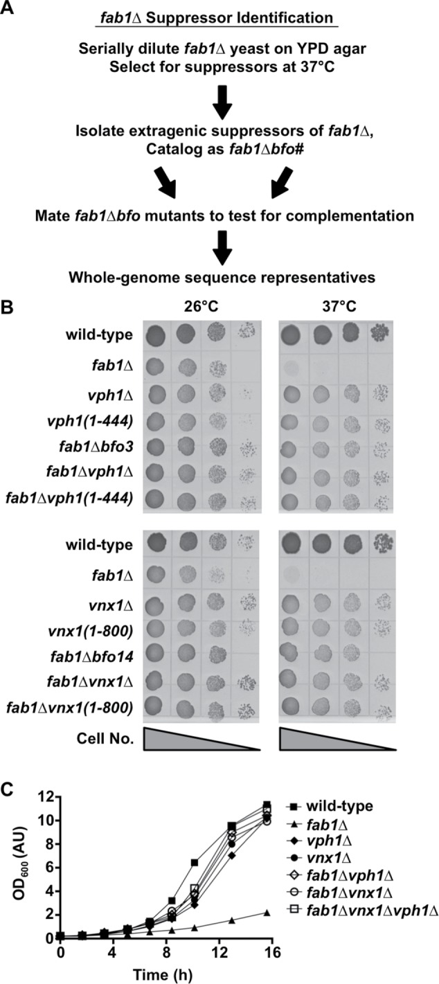 FIGURE 1: