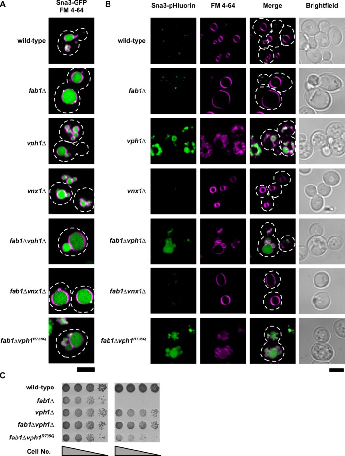 FIGURE 2: