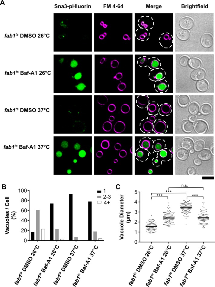 FIGURE 4: