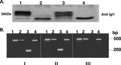 FIG. 2.