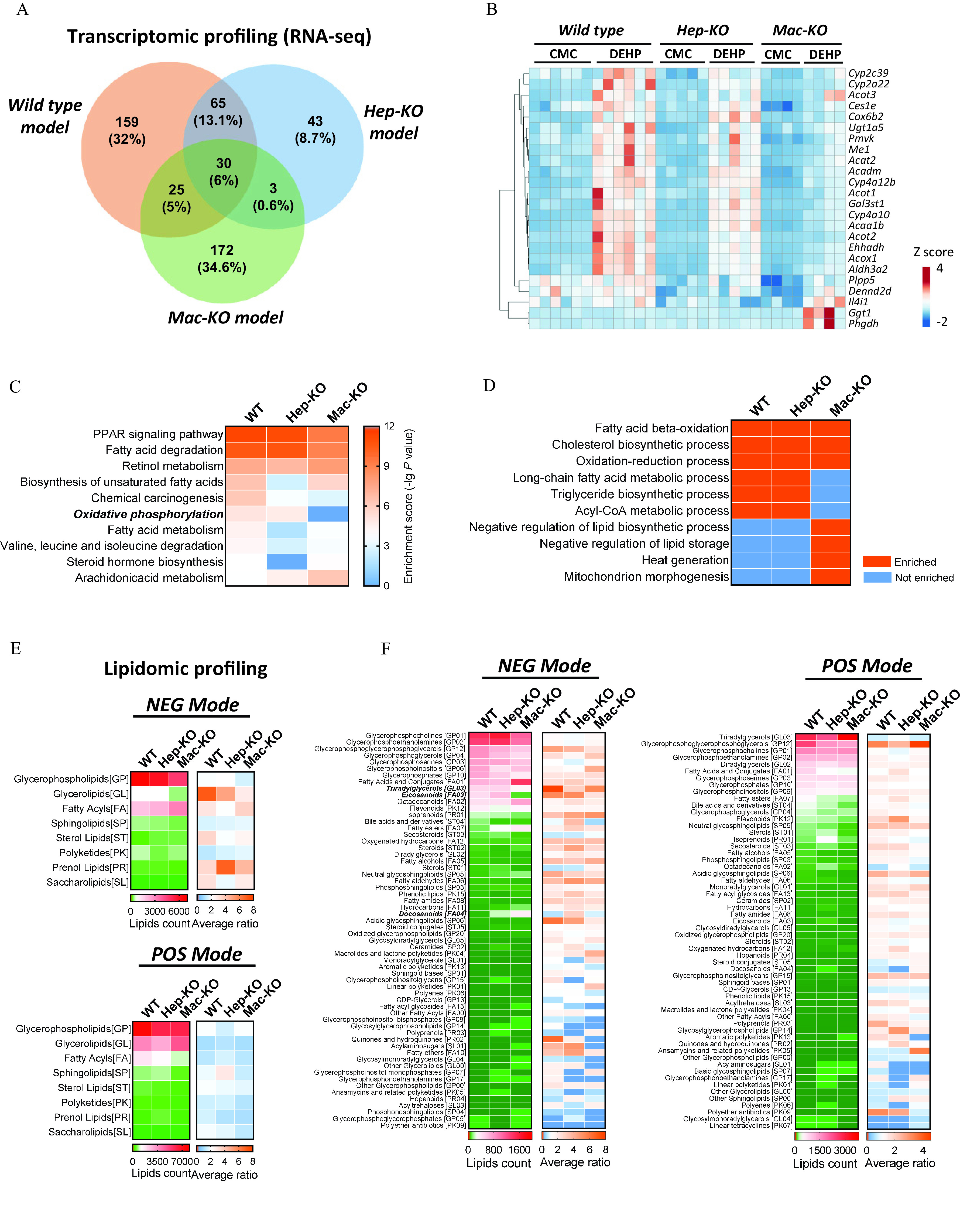 Figure 6A is a Venn diagram titled Transcriptomic profiling (R N A-seq) displays three circles. The circle on the left is labeled Wild type model, the circle on the right is labeled Hep-K O model, and the circle on the bottom is labeled Mac-K O model. The Wild type model depicts 159 (32 percent) profiling. The Hep-K O model depicts 43 (8.7 percent) profiling. The Mac-K O model depicts 172 (34.6 percent) profiling. The Wild type model and Hep-K O model intersection depicts 65 (13.1 percent) profiling. The Hep-K O model and Mac-K O model intersection depicts 3 (0.6 percent) profiling. The Mac-K O model and Wild type model intersection depicts 25 (5 percent) profiling. The combined intersection area depicts 30 (6 percent) profiling. Figure 6B is a heatmap, plotting Wild type, Hep-K O, and Mac-K O each include carboxymethylcellulose and diethylhexyl phthalate (columns) across Cyp 2c 39, Cyp 2 a 22, Acot 3, Ces 1 e, Cox 6 b 2, Ugt 1 a 5, Pmvk, Me 1, Acat 2, Acadm, Cyp 4 a 12 b, Acot 1, Ga l3 st 1, Cyp 4 a 10, Acaa 1 b, Acot 2, Ehhadh, Acox 1, Aldh 3 a 2, Plpp 5, Dennd 2 d, Il 4 i1, Ggt 1, and Phgdh (rows). A color scale depicting uppercase Z score is ranging from negative 2 to 4 in increments of 2. Figure 6C is a heatmap, plotting Wild type, Hep-K O, and Mac-K O (columns) across peroxisome proliferator-activated receptor signaling pathway, Fatty acid degradation, Retinol metabolism, Biosynthesis of unsaturated fatty acids, Chemical carcinogenesis, Oxidative phosphorylation, Fatty acid metabolism, Valine, leucine and isoleucine degradation, Steroid hormone biosynthesis, and Arachidonicacid metabolism (rows). A color scale depicting Enrichment score (negative log of uppercase p value) is ranging from 0 to 12 in increments of 3. Figure 6D is a heatmap, plotting Wild type, Hep-K O, and Mac-K O (columns) across Fatty acid beta-oxidation, Cholesterol biosynthetic process, Oxidation-reduction process, Long-chain fatty acid metabolic process, Triglyceride biosynthetic process, Acyl-CoA metabolic process, Negative regulation of lipid biosynthetic process, Negative regulation of lipid storage, Heat generation, and Mitochondrion morphogenesis (rows) for Enriched and Not enriched. Figure 6E is a set of four heatmaps titled Lipidomic profiling. The first two heatmaps are titled N E G Mode and the last two heatmaps are titled P O S mode, plotting Wild type, Hep-K O, and Mac-K O (columns) across Glycerophospholipids (G P), Glycerolipids (G L), Fatty acyls (F A), Sphingolipids (S P), Sterol Lipids (S T), Polyketides (P K), Prenol lipids (P R), and Saccharolipids (S L) (rows). A color scale depicting lipid counts is ranging from 0 to 6,000 in increments of 3,000 and 0 to 7,000 in increments of 3,500. A color scale depicting average ratio is ranging from 0 to 8 in increments of 2, respectively. Figure 6F is a set of four heatmaps. The first two heatmaps are titled N E G Mode, plotting Wild type, Hep-K O, and Mac-K O (columns) across Glycerophosphocholines (G P 01), Glycerophosphoethaolamines (G P 02), Glycerophosphoglycerophosphoglycerols (G P 12), Glycerophosphoglycerols (G P 04), Glycerophosphoserines (G P 03), Glycerophosphoinositols (G P 06), Glycerophosphates (G P 10), Fatty acids and conjugates (F A 01), Triradylglycerols (G L 03), Eicosanoids (F A 03), Octadecaniods (F A 02), Flavonoids (P K 12), Isoprenoids (P R 01), Bile acids and derivatives (S T 04), Fatty esters (F A 07), Secosteroids (S T 03), Oxygenated hydrocarbons (F A 12), Steriods (S T 02), Diradylglycerols (G L 02), Fatty alcohols (F A 05), Sterols (S T 01), Neutral glycosphingolipids (S P 05), Fatty aldehydes (F A 06), Phosphosphingolipids (S P 03), Phenolic lipids (P K 15), Fatty amides (F A 08), Hydrocarbons (F A 11), Docosanoids (F A 04), Acidic glycosphingolipids (S P 06), Steroid conjugates (S T 05), Oxidized glycerophospholipids (G P 20), Glycosyldiradylglycerois (G L 05), Ceramides (S P 02), Macrolides and lactone polyketides (P K 04), Monoradylglycerols (G L 01), aromatic polyketides (P K 13), Sphingoid bases (S P 01), Glycerophosphoinositolglycans (G P 15), Linear polyketides (P K 01), polyenes (P K 06), C D P-glycerols (G P 13), Fatty acyl glycosides (F A 13), other fatty acids (F A 00), Glycerophosphoinositol bisphosphates (G P 08), Glycosylglycerophospholipids (G P 14), polyprenols (P R 03), Quinones and hydroquinones (P R 02), Acylaminosugars (S L 01), fatty ethers (F A 10), Glycosylmonoradylglycerols (G L 04), Other Glycerolipids (G L 00), Glycerophosphoinositol monophosphates (G P 07), glycerophosphonoethanolamines (G P 17), other Glycerophospholipids (G P 00), Ansamycins and related polyketides (P K 05), hopanoids (P R 04), acyltrehaloses (S L 03), phosphonosphingolipids (S P 04), glycerophosphoglycerophosphates (G P 05), and polyether antibiotics (P K 09) (rows). A color scale depicting lipid counts is ranging from 0 to 1,600 in increments of 800 and a color scale depicting average ratio is ranging from 0 to 8 in increments of 2. The last two heatmaps are titled P O S mode, Wild type, Hep-K O, and Mac-K O (columns) across Triradylglycerols (G L 03), Glycerophosphoglycerophosphoglycerols (G P 12), Glycerophosphocholines (G P 01), Glycerophosphoethaolamines (G P 02), Diradylglycerols (G L 02), Fatty acids and conjugates (F A 01), Glycerophosphoserines (G P 03), Glycerophosphates (G P 10), Glycerophosphoinositols (G P06), fatty esters (F A 07), bile acids and derivatives (S T 04), Glycerophosphoglycerols (G P 04), Flavonoids (P K 12), Neutral glycosphingolipids (S P 05), Sterols (S T 01), Isoprenoids (P R 01), Secosteriods (S T 03), fatty alcohols (F A 05), Phosphosphingolipids (S P 03), Octadecanoids (F A 02), Acidic glycosphingolipids (S P 06), Fatty aldehydes (F A 06), Monoradylglycerols (G L 01), fatty acids glycerols (F A 13), Ceramides (S P 02), Hydrocarbons (F A 11), Fatty amides (F A 08), Eicosanoids (F A 03), Glycosyldiradylglycerols (G L 05), Oxidized glycerophospholipids (G P 20), Steroids (S T 02), Oxygenated hydrocarbons (F A 12), Hopanoids (P R 04), Steroid conjugates S T 05), Docosanoids (F A 04), Glycerophosphoinositolglycans (G P 15), Sphingoid bases (S P 01), C D P-Glycerols (G P 13), Phenolic lipids (P K 15), Acyltrehaloses (S L 03), Macrolides and lactone polyketides (P K 04), Other fatty acyls (F A 00), Polyprenols (P R 03), Glycosylglycerophospholipids (G P 14), Aromatic polyketides (P K 13), Quinones and hydroquinones (P R 02), Ansamycins and related polyketides (P K 05), Other glycerophospholipids (G P 00), Acylaminosugars (S L 01), Basic glycosphingolipids (S P 07), Glycerophosphonoethanolamines (G P 17), Linear polyketides (P K 01), Other Glycerolipids (G L 00), Other Sphingolipids (S P 00), Polyenes (P K 06), Polyether antibiotics (P K09), Glycosylmonoradylglycerols (G L 04), and Linear tetracyclines (P K 07) (rows). A color scale depicting lipid counts is ranging from 0 to 3,000 in increments of 1,500 and a color scale depicting average ratio is ranging from 0 to 4 in increments of 2.