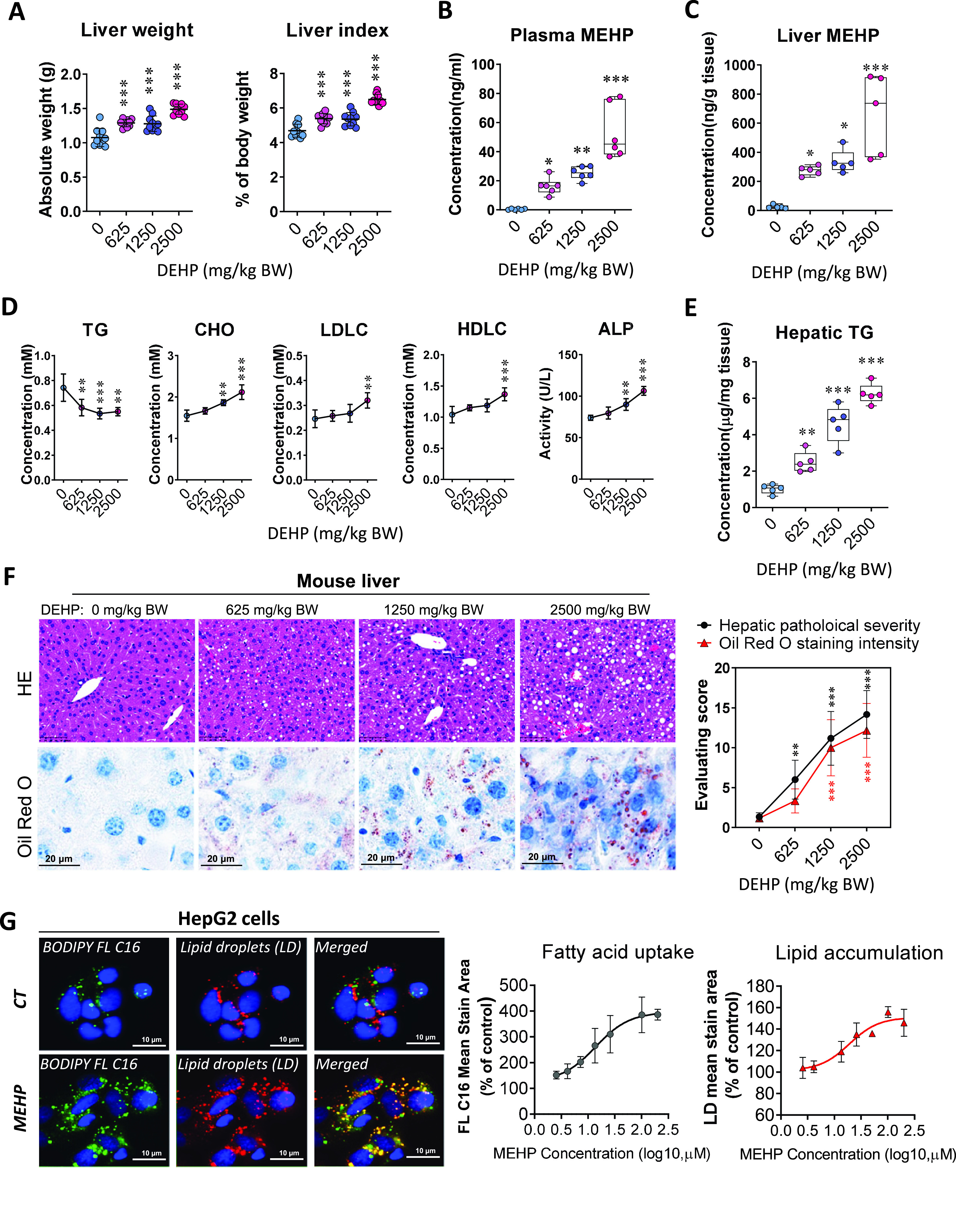 Figure 1A is a set of two error bar graphs titled liver weight and liver index, Absolute weight (grams), ranging from 0.0 to 2.0 in increments of 0.5 and percentage of body weight, ranging 0 to 8 in increments of 2 (y-axis) across diethylhexyl phthalate (milligrams per kilogram per body weight), 0 to 2,500 in increment of 625 (x-axis), respectively. Figures 1B, 1C, and 1E are error bar graphs titled plasma mono(2-ethylhexyl) phthalate, liver mono(2-ethylhexyl) phthalate, and Hepatic triglyceride, plotting concentration (nanograms per milliliter), ranging from 0 to 100 in increments of 20; concentration (nanograms per gram tissue), ranging from 0 to 1,000 in increments of 200; and concentration (micrograms per milligram tissue), ranging from 0 to 8 in increments of 2 (y-axis) across diethylhexyl phthalate (milligrams per kilogram per body weight), 0 to 2,500 in increment of 625 (x-axis), respectively. Figure 1D is a set of five line graphs titled triglyceride, cholesterol, low-density lipoprotein cholesterol, high-density lipoprotein cholesterol, and alkaline phosphatase, with triglyceride, cholesterol, low-density lipoprotein cholesterol, and high-density lipoprotein cholesterol plotting concentration (millimolar), ranging from 0.0 to 1.0 in increments of 0.2; 0 to 3 in unit increments; 0.0 to 0.5 in increments of 0.1; and alkaline phosphatase plotting concentration (millimolar), ranging from 0.0 to 2.0 in increments of 0.5; and 0 to 150 in increments of 50 (y-axis) across diethylhexyl phthalate (milligrams per kilogram per body weight), 0 to 2,500 in increment of 625 (x-axis), respectively. Figure 1F is one set of stained tissues and one line graph. The stained tissues of mouse liver displays four columns, namely, diethylhexyl phthalate is 0 milligram per kilogram body weight, 625 milligrams per kilogram body weight, 1,250 milligrams per kilogram body weight, and 2,500 milligrams per kilogram body weight for Mouse liver and two rows, namely, hematoxylin and eosin and Oil Red O with a scale bar of 20 micrometers. The line graph, plotting evaluating score, ranging from 0 to 20 in increments of 5 (y-axis) across diethylhexyl phthalate (milligrams per kilogram per body weight), 0 to 2,500 in increment of 625 (x-axis) for hepatic pathological severity and Oil Red O staining intensity. Figure 1G is one set of stained tissues and two line graphs. The stained tissue of lipid uptake and lipid droplets displays three columns, namely, BODIPY FL C 16, lipid droplets (L D), and merged for Hep G 2 cells and two rows, namely, control and mono(2-ethylhexyl) phthalate. The two line graphs titled Fatty acid uptake and Lipid accumulation, plotting F L C 16 mean stain area (percentage of control), ranging from 0 to 500 in increments of 100 and lipid droplet mean stain area (percentage of control), ranging from 60 to 180 in increments of 20 (y-axis) across mono(2-ethylhexyl) phthalate concentration (log 10 micromolar), ranging from 0.0 to 2.5 in increments of 0.5 (x-axis), respectively.
