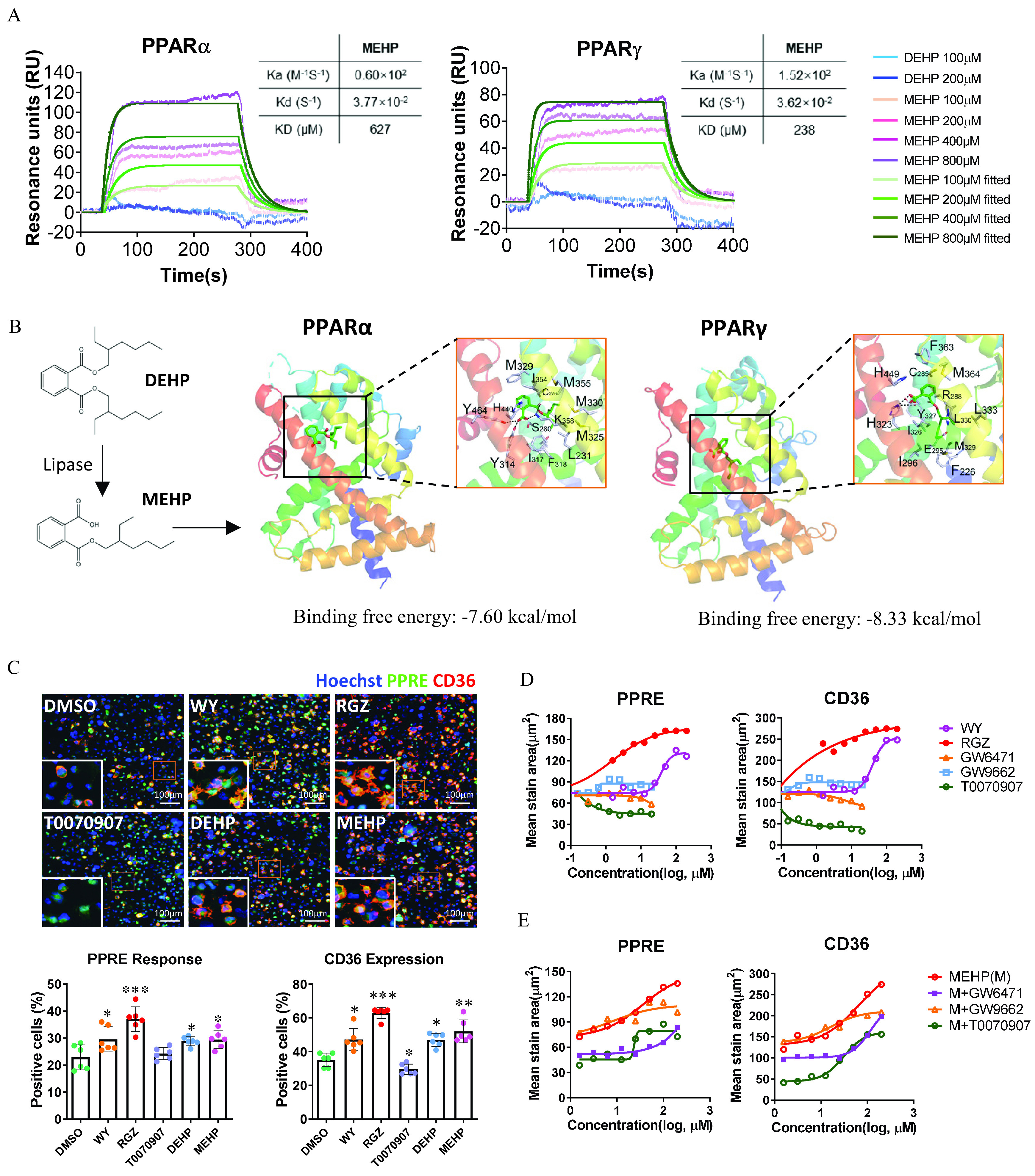 Figure 2A is a set of two Sensorgram graphs titled peroxisome proliferator-activated receptor lowercase alpha and peroxisome proliferator-activated receptor lowercase gamma, plotting Resonance units (R U), ranging from negative 20 to 140 in increments of 20 and negative 20 to 100 in increments of 20 (y-axis) across Time(s), ranging from 0 to 400 in increments of 100 (x-axis) for diethylhexyl phthalate 100 micromolar, diethylhexyl phthalate 200 micromolar, mono(2-ethylhexyl) phthalate 100 micromolar, mono(2-ethylhexyl) phthalate 200 micromolar, mono(2-ethylhexyl) phthalate 400 micromolar, mono(2-ethylhexyl) phthalate 800 micromolar, mono(2-ethylhexyl) phthalate 100 micromolar fitted, mono(2-ethylhexyl) phthalate 200 micromolar fitted, mono(2-ethylhexyl) phthalate 400 micromolar fitted, and mono(2-ethylhexyl) phthalate 800 micromolar fitted, respectively. Figure 2B is a set of three scientific illustrations. The first illustration depicts a chemical formula icon where lipase acts on diethylhexyl phthalate to yield mono(2-ethylhexyl) phthalate. The second and third illustrations titled peroxisome proliferator-activated receptor lowercase alpha and peroxisome proliferator-activated receptor lowercase gamma displays the proteins as ribbons, and small molecules as sticks with binding free energy equals negative 7.60 kilocalories per mole and negative 8.33 kilocalories per mole, respectively. Figure 2C is one set of stained tissues and two bar graphs. The stained tissue displays three columns and two rows depicting Hoechst, peroxisome proliferator-activated receptor response element, and C D 36 in dimethyl sulfoxide, W Y, R G Z, T 0070907, diethylhexyl phthalate, and mono(2-ethylhexyl) phthalate with a scale bar of 100 micrometers. The two bar graphs titled peroxisome proliferator-activated receptor response element response and C D 36 expression, plotting positive cells (percentage), 0 to 50 in increments of 10 and 0 to 80 in increments of 20 (y-axis) across dimethyl sulfoxide, W Y, R G Z, T 0070907, diethylhexyl phthalate, and mono(2-ethylhexyl) phthalate (x-axis), respectively. Figure 2D is a set of two line graphs titled peroxisome proliferator-activated receptor response element and C D 36, plotting mean stain area (micrometers squared), ranging from 0 to 180 in increments of 30 and 0 to 300 in increments of 50 (y-axis) across concentration (log, micromolar), negative 1 to 3 in unit increments (x-axis) for W Y, R G Z, G W 6471, G W 9662, and T 0070907, respectively. Figure 2E is a set of two line graphs titled peroxisome proliferator-activated receptor response element and C D 36, plotting mean stain area (micrometers squared), ranging from 0 to 150 in increments of 30 and 0 to 300 in increments of 50 (y-axis) across concentration (log, micromolar), 0 to 3 in unit increments (x-axis) for W Y, R G Z, G W 6471, G W 9662, and T 0070907, respectively.