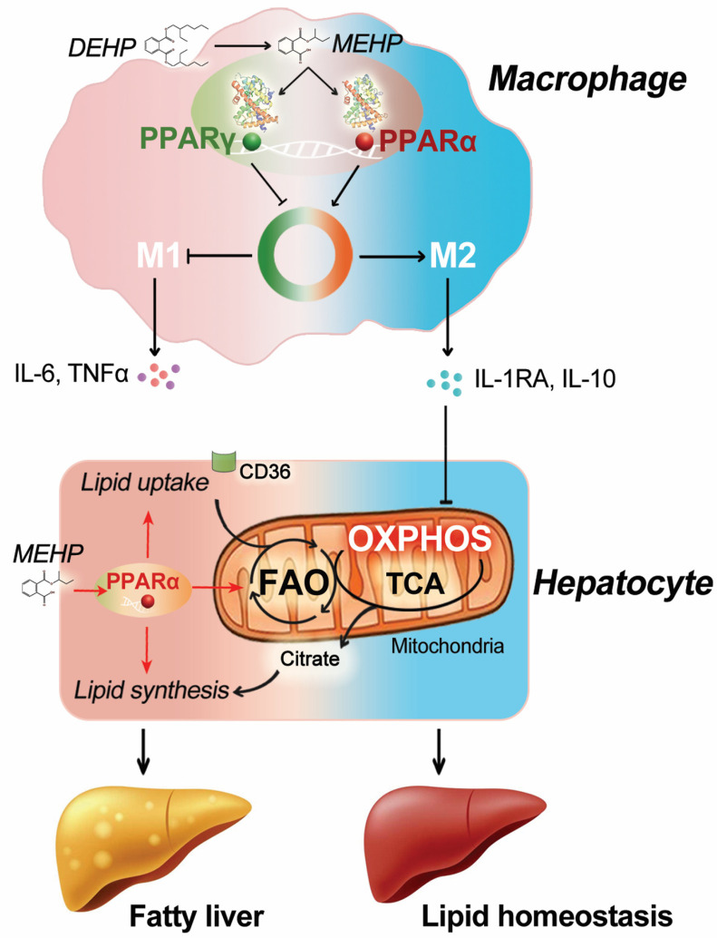 Figure 8 is a schematic illustration having two steps. Step 1: Macrophage, including peroxisome proliferator-activated receptor lowercase alpha and peroxisome proliferator-activated receptor gamma, diethylhexyl phthalate, M 1 with I L-6 T N F lowercase alpha, and M 2 with I L-1 R A, I L-10 lead to Hepatocyte. Step 2: Hepatocyte, including lipid uptake, mono(2-ethylhexyl) phthalate, lipid synthesis, citrate, peroxisome proliferator-activated receptor lowercase alpha, and mitochondria lead to fatty liver and oxidative phosphorylation with F A O and T C A lead to lipid homeostasis.