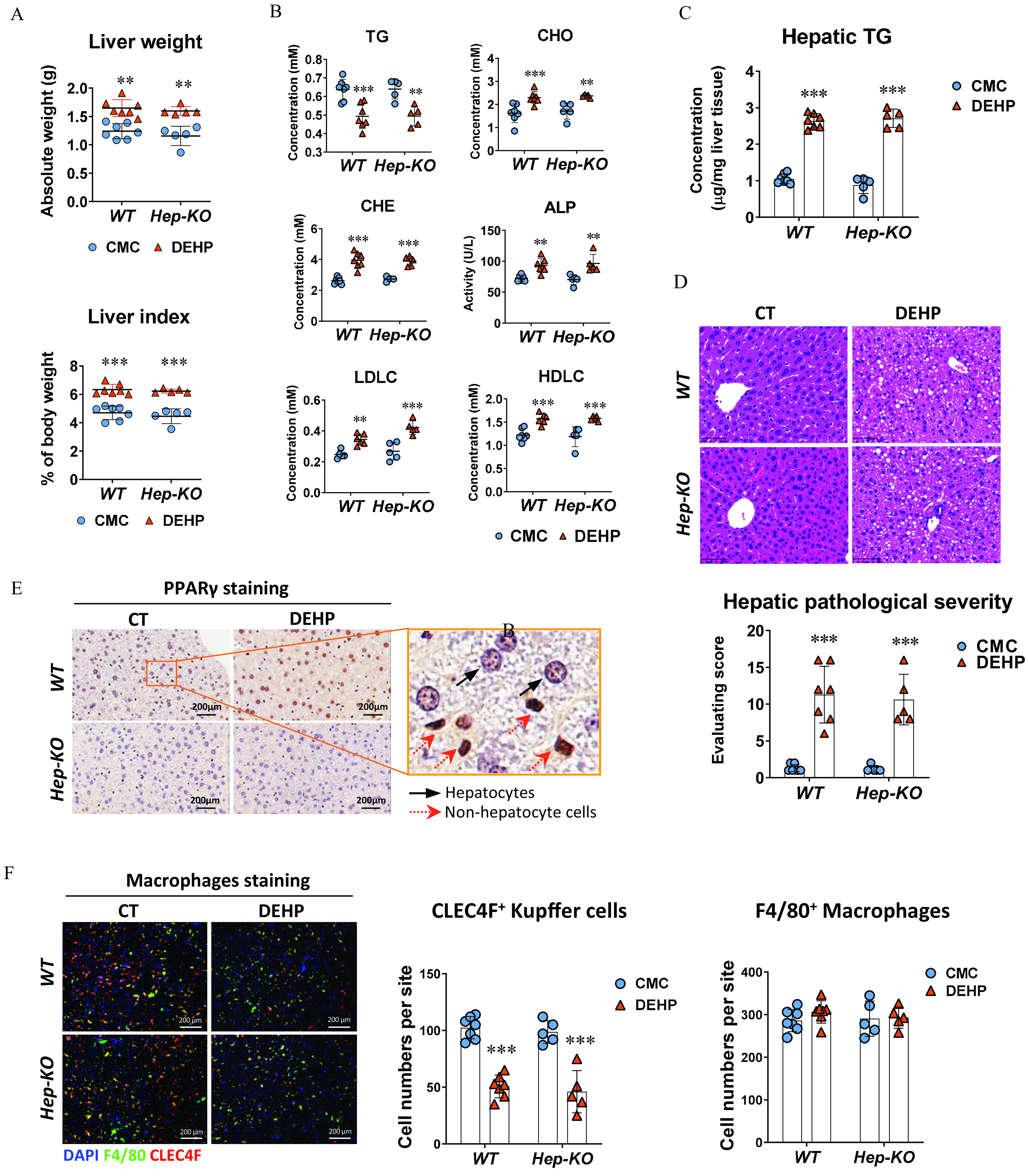 Figure 3A is a set of two dot plots titled Liver weight and Liver index, plotting Absolute weight (grams), ranging from 0.0 to 2.0 in increments of 0.5 and percentage of body weight, ranging from 0 to 8 in increments of 2 (y-axis) across Wild type and Hep-K O (x-axis) for carboxymethylcellulose and diethylhexyl phthalate, respectively. Figure 3B is a set of six dot plots titled triglyceride, cholesterol, cholinesterase, alkaline phosphatase, low-density lipoprotein cholesterol, and high-density lipoprotein cholesterol, plotting concentration (millimolar), ranging from 0.3 to 0.8 in increments of 0.1; concentration (millimolar), ranging from 0 to 4 in unit increments; concentration (millimolar), ranging from 0 to 6 in increments of 2; Activity (units per liter), ranging from 0 to 150 in increments of 50; concentration (millimolar), ranging from 0.0 to 0.6 in increments of 0.2; and concentration (millimolar), ranging from 0.0 to 2.0 in increments of 0.5 (y-axis) across Wild-type Hep-K O (x-axis) for carboxymethylcellulose and diethylhexyl phthalate, respectively. Figure 3C is a bar graph titled Hepatic triglyceride, plotting concentration (micrograms per milligram liver tissue), ranging from 0 to 4 in unit increments (y-axis) across Wild type and Hep-K O (x-axis) for carboxymethylcellulose and diethylhexyl phthalate. Figure 3D is one set of stained tissues displayed two columns, namely, control and diethylhexyl phthalate and two rows, namely, Wild type and Hep-K O. Figure 3E is one set of stained tissues and one bar graph. The stained tissue displays two columns, namely, control and diethylhexyl phthalate for peroxisome proliferator-activated receptor lowercase gamma staining and two rows, namely, Wild type and Hep-K O. A closeup image displays Hepatocytes and Non-hepatocyte cells in control. The bar graph titled Hepatic pathological severity, plotting evaluating score, ranging from 0 to 20 in increments of 5 (y-axis) across Wild type and Hep-K O (x-axis) for carboxymethylcellulose and diethylhexyl phthalate. Figure 3F is one set of stained tissues and two bar graphs. The stained tissue displays two columns, namely, control and diethylhexyl phthalate for Macrophages staining and two rows, namely, Wild type and Hep-K O with a scale bar of 200 micrometers. The two bar graphs titled C L E C 4 F begin superscript positive end superscript Kupffer cells and F 4 by 80 begin superscript positive end superscript Macrophages, plotting cell numbers per site, ranging from 0 to 150 in increments of 50 and 0 to 400 in increments of 100 (y-axis) across Wild type and Hep-K O (x-axis) for carboxymethylcellulose and diethylhexyl phthalate, respectively.