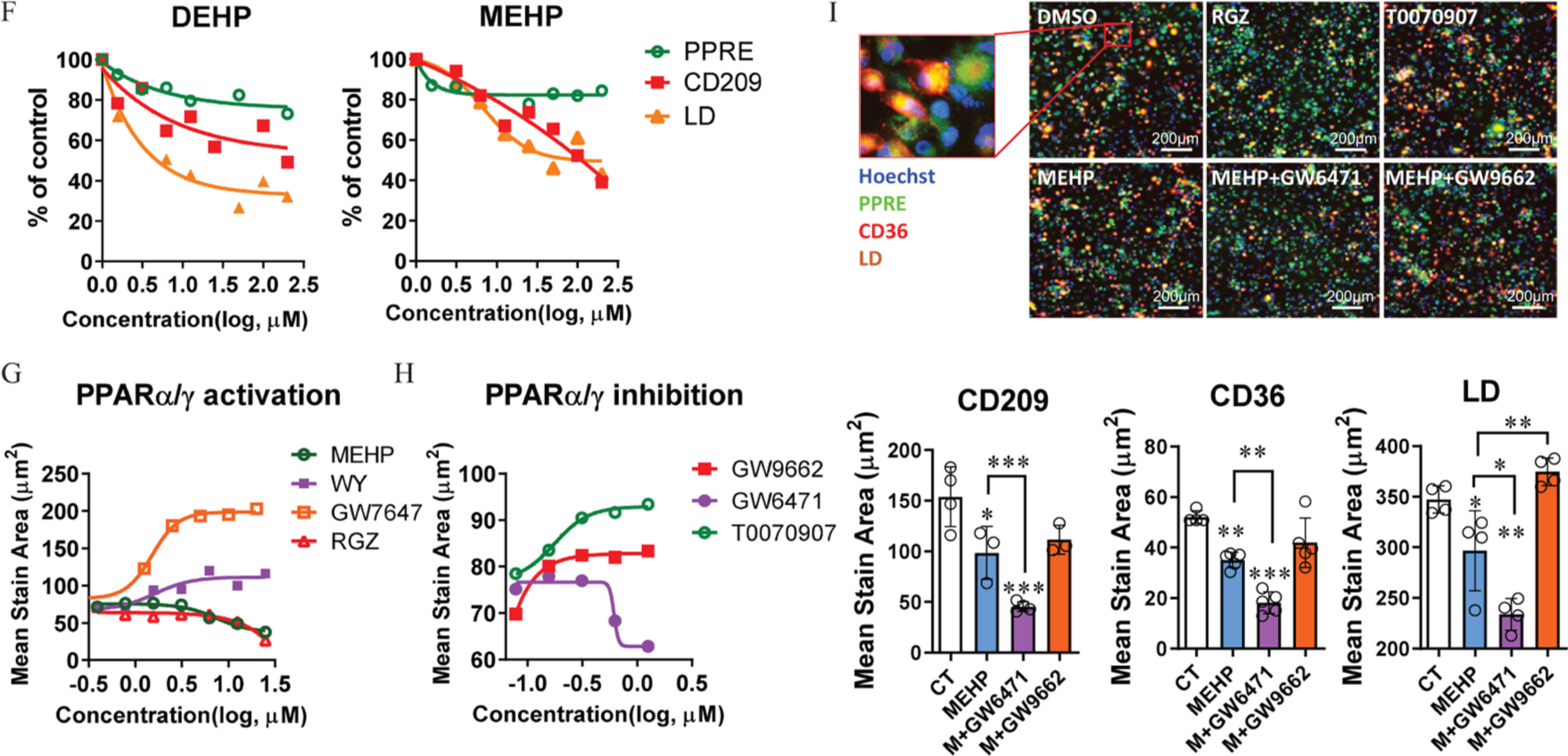 Figure 5A is a set of two bar graphs, titled bone marrow-derived macrophage-derived M 2 macrophage, plotting C D 206 begin superscript positive end superscript cells (percentage), ranging from 50 to 100 in increments of 10 and 60 to 100 in increments of 10 (y-axis) across Wild type and Mac-K O (x-axis) for control and diethylhexyl phthalate. Figure 5B is a heatmap titled M2 macrophage-associated genes, plotting M 1 and M 2 each include control and mono(2-ethylhexyl) phthalate (columns) across A D G R E 1, C C L 23, C C L 24, C C L 26, C D 14, C D 200 R 1, C L E C 7 A, C L E C 10 A, C S F 1 R, F C E R 1 A, H L A-D Q B 1, H L A-D R B 1, H L A-D R B 5, M R C 2, C L E C 1 B, C L E C 4 A, I L 18 B P, P C O L C E, S L C 40 A 1, and T I M D 4 (rows). A color scale depicting z score is ranging from negative 2.0 to 2.0 in increments of 2. Figure 5C is a heatmap titled peroxisome proliferator-activated receptor pathway-associated genes, plotting M 1 and M 2 each include control and mono(2-ethylhexyl) phthalate (columns) across A C O X 1, A C S L 3, C P T 1 A, P L I N 2, F A B P 4, F A B P 5, P L T P, F A D S 2, E H H A D H, A C A D M, L P L, P P A R G, C P T 2, P D L I M 7, P D L I M 2, P K I B, R X R A, O L R 1, S L C 27 A 1, A C S L 4, S C D, I L K, N R 1 H 3, A C S L 1, G K, P P A R A, U B C, P D L I M 5, and P P A R D (rows). A color scale depicting z score is ranging from negative 2.0 to 2.0 in increments of 2. Figure 5D is a stained tissue displaying three columns, namely, M 0, M 1, and M 2 and two rows, namely, Hoechst C D 209 peroxisome proliferator-activated receptor response element and Hoechst C D 36 peroxisome proliferator-activated receptor response element with a scale bar of 100 micrometers. Figure 5E is a set of four bar graphs titled C D 209, peroxisome proliferator-activated receptor response element, C D 36, and lipid droplet, plotting mean stain area (micrometers squared), ranging from 0 to 400 in increments of 100, 0 to 100 in increments of 20, 0 to 250 in increments of 50, and 0 to 250 in increments of 50 (y-axis) across M 0, M 1, and M 2 (x-axis), respectively. Figure 5F is a set of two line graphs titled diethylhexyl phthalate and mono(2-ethylhexyl) phthalate, plotting percentage of control, ranging from 0 to 100 in increments of 20 (y-axis) across concentration (log, micromolar), ranging from 0.0 to 2.5 in increments of 0.5 (x-axis) for peroxisome proliferator-activated receptor response element, C D 209, and lipid droplet, respectively. Figure 5I is a stained tissue displaying three columns and three rows, namely, dimethyl sulfoxide, R G Z, T 0070907, mono(2-ethylhexyl) phthalate, mono(2-ethylhexyl) phthalate plus G W 6471, and mono(2-ethylhexyl) phthalate plus G W 9662 with a scale bar of 200 micrometers. A closeup image displays Hoechst, peroxisome proliferator-activated receptor response element, C D 36, and lipid droplet in dimethyl sulfoxide. Figure 5G is a line graphs titled peroxisome proliferator-activated receptor alpha or gamma activation, plotting Mean stain area (micrometers squared), ranging from 0 to 250 in increments of 50 (y-axis) across concentration (log, micromolar), ranging from negative 0.5 to 1.5 in increments of 0.5 (x-axis) for mono(2-ethylhexyl) phthalate, W Y, G W 7647, and R G Z. Figure 5H is a set of one line graph and three bar graphs. The line graph titled peroxisome proliferator-activated receptor alpha or gamma inhibition, plotting Mean stain area (micrometers squared), ranging from 60 to 100 in increments of 10 (y-axis) across concentration (log, micromolar), ranging from negative 1.0 to 0.5 in increments of 0.5 (x-axis) for G W 9662, G W 6471, and T 0070907. The three bar graphs titled C D 209, C D 36, and Lipid droplet, plotting Mean stain area (micrometers squared), ranging from 0 to 200 in increments of 50; 0 to 80 in increments of 20; and 200 to 400 in increments of 50 (y-axis) across control, mono(2-ethylhexyl) phthalate, M plus G W 6471, and M plus G W 9662 (x-axis), respectively.