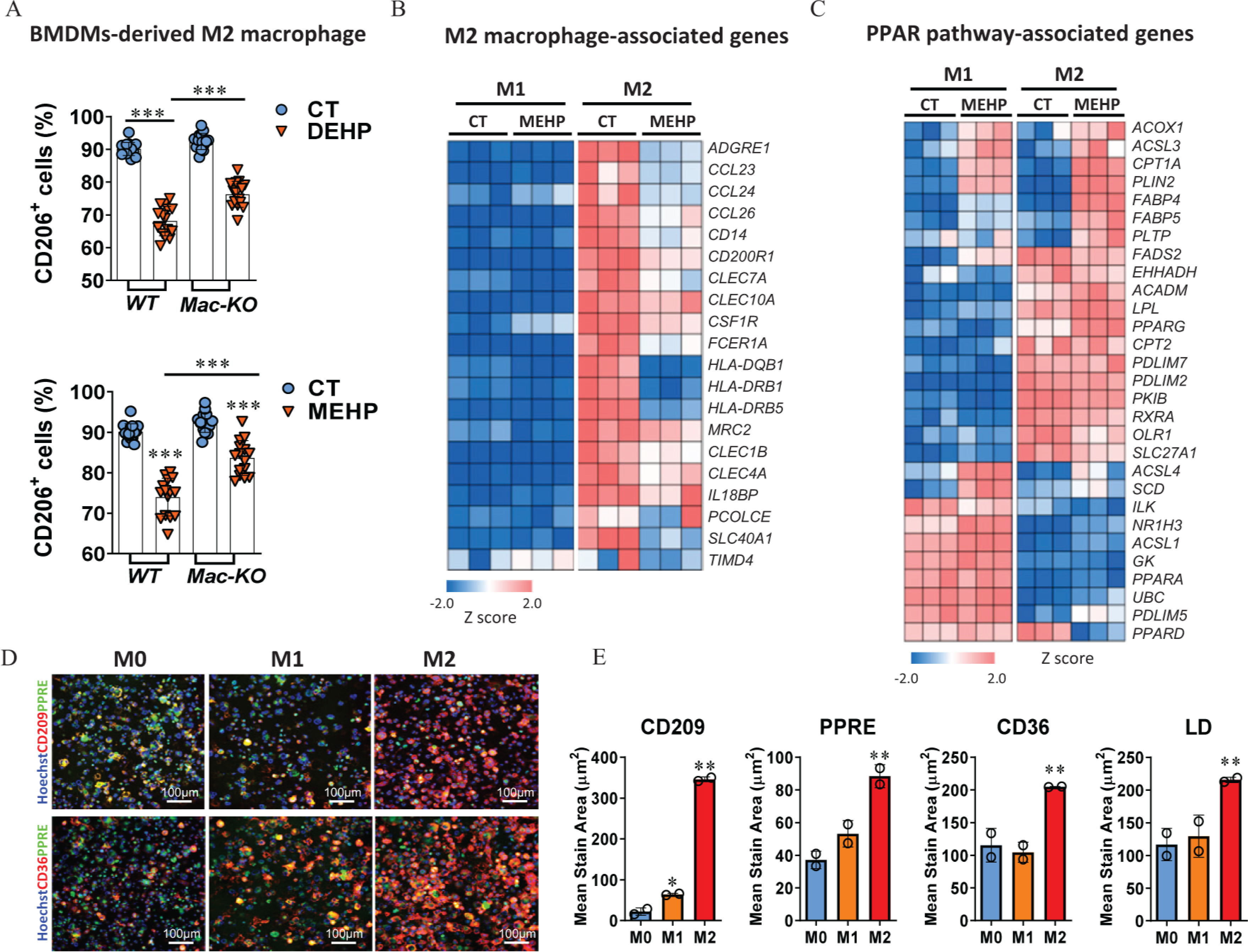 Figure 5A is a set of two bar graphs, titled bone marrow-derived macrophage-derived M 2 macrophage, plotting C D 206 begin superscript positive end superscript cells (percentage), ranging from 50 to 100 in increments of 10 and 60 to 100 in increments of 10 (y-axis) across Wild type and Mac-K O (x-axis) for control and diethylhexyl phthalate. Figure 5B is a heatmap titled M2 macrophage-associated genes, plotting M 1 and M 2 each include control and mono(2-ethylhexyl) phthalate (columns) across A D G R E 1, C C L 23, C C L 24, C C L 26, C D 14, C D 200 R 1, C L E C 7 A, C L E C 10 A, C S F 1 R, F C E R 1 A, H L A-D Q B 1, H L A-D R B 1, H L A-D R B 5, M R C 2, C L E C 1 B, C L E C 4 A, I L 18 B P, P C O L C E, S L C 40 A 1, and T I M D 4 (rows). A color scale depicting z score is ranging from negative 2.0 to 2.0 in increments of 2. Figure 5C is a heatmap titled peroxisome proliferator-activated receptor pathway-associated genes, plotting M 1 and M 2 each include control and mono(2-ethylhexyl) phthalate (columns) across A C O X 1, A C S L 3, C P T 1 A, P L I N 2, F A B P 4, F A B P 5, P L T P, F A D S 2, E H H A D H, A C A D M, L P L, P P A R G, C P T 2, P D L I M 7, P D L I M 2, P K I B, R X R A, O L R 1, S L C 27 A 1, A C S L 4, S C D, I L K, N R 1 H 3, A C S L 1, G K, P P A R A, U B C, P D L I M 5, and P P A R D (rows). A color scale depicting z score is ranging from negative 2.0 to 2.0 in increments of 2. Figure 5D is a stained tissue displaying three columns, namely, M 0, M 1, and M 2 and two rows, namely, Hoechst C D 209 peroxisome proliferator-activated receptor response element and Hoechst C D 36 peroxisome proliferator-activated receptor response element with a scale bar of 100 micrometers. Figure 5E is a set of four bar graphs titled C D 209, peroxisome proliferator-activated receptor response element, C D 36, and lipid droplet, plotting mean stain area (micrometers squared), ranging from 0 to 400 in increments of 100, 0 to 100 in increments of 20, 0 to 250 in increments of 50, and 0 to 250 in increments of 50 (y-axis) across M 0, M 1, and M 2 (x-axis), respectively. Figure 5F is a set of two line graphs titled diethylhexyl phthalate and mono(2-ethylhexyl) phthalate, plotting percentage of control, ranging from 0 to 100 in increments of 20 (y-axis) across concentration (log, micromolar), ranging from 0.0 to 2.5 in increments of 0.5 (x-axis) for peroxisome proliferator-activated receptor response element, C D 209, and lipid droplet, respectively. Figure 5I is a stained tissue displaying three columns and three rows, namely, dimethyl sulfoxide, R G Z, T 0070907, mono(2-ethylhexyl) phthalate, mono(2-ethylhexyl) phthalate plus G W 6471, and mono(2-ethylhexyl) phthalate plus G W 9662 with a scale bar of 200 micrometers. A closeup image displays Hoechst, peroxisome proliferator-activated receptor response element, C D 36, and lipid droplet in dimethyl sulfoxide. Figure 5G is a line graphs titled peroxisome proliferator-activated receptor alpha or gamma activation, plotting Mean stain area (micrometers squared), ranging from 0 to 250 in increments of 50 (y-axis) across concentration (log, micromolar), ranging from negative 0.5 to 1.5 in increments of 0.5 (x-axis) for mono(2-ethylhexyl) phthalate, W Y, G W 7647, and R G Z. Figure 5H is a set of one line graph and three bar graphs. The line graph titled peroxisome proliferator-activated receptor alpha or gamma inhibition, plotting Mean stain area (micrometers squared), ranging from 60 to 100 in increments of 10 (y-axis) across concentration (log, micromolar), ranging from negative 1.0 to 0.5 in increments of 0.5 (x-axis) for G W 9662, G W 6471, and T 0070907. The three bar graphs titled C D 209, C D 36, and Lipid droplet, plotting Mean stain area (micrometers squared), ranging from 0 to 200 in increments of 50; 0 to 80 in increments of 20; and 200 to 400 in increments of 50 (y-axis) across control, mono(2-ethylhexyl) phthalate, M plus G W 6471, and M plus G W 9662 (x-axis), respectively.