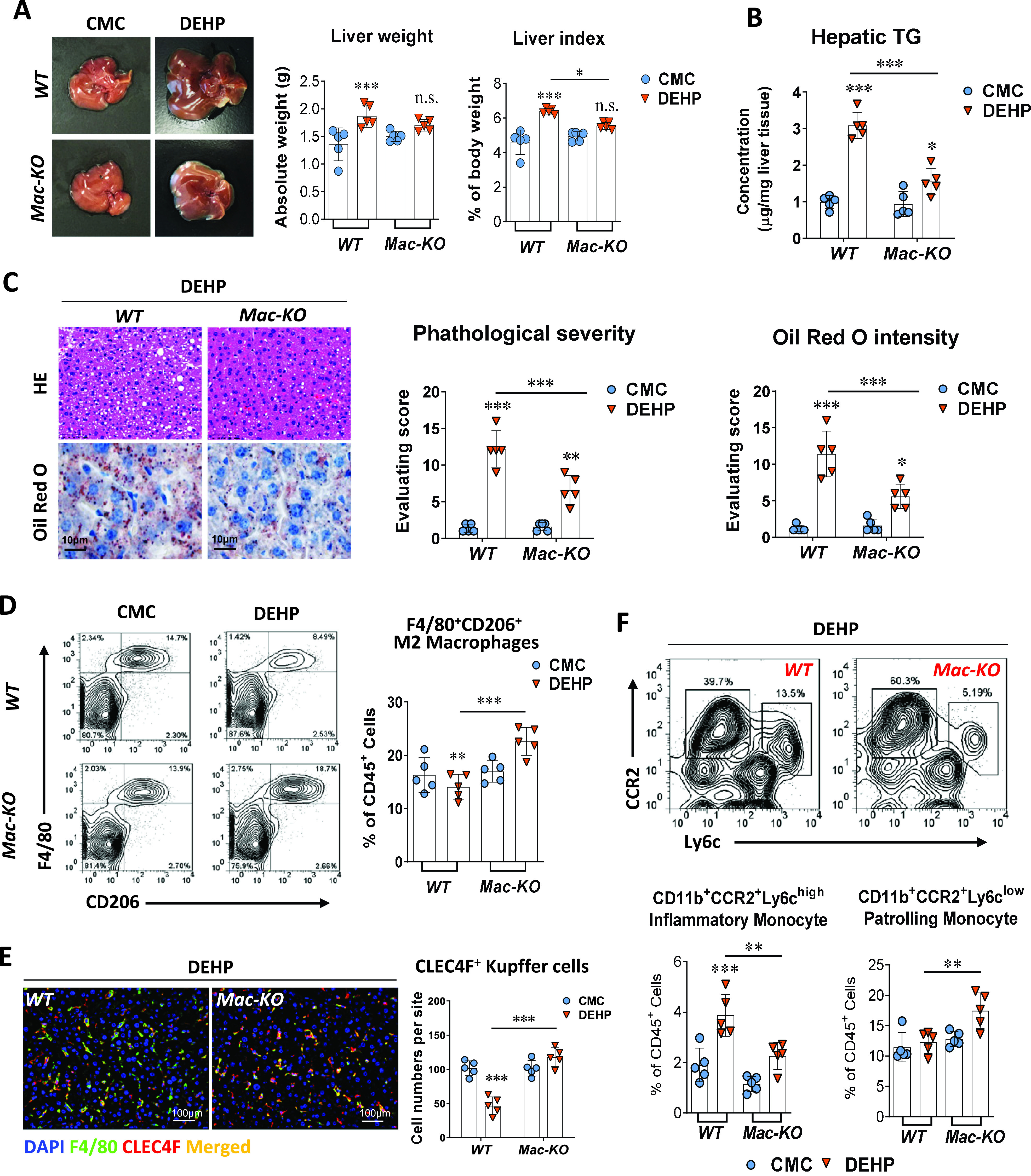 Figure 4A is one set of images and two bar graphs. The image of mice livers displays two columns, namely, carboxymethylcellulose and diethylhexyl phthalate and two rows, namely, Wild type and Mac-K O. The two bar graphs titled Liver weight and Liver index, plotting Absolute weight (grams), ranging from 0.0 to 2.5 in increments of 0.5 and percentage of body weight, ranging from 0 to 8 in increments of 2 (y-axis) across Wild type and Mac-K O (x-axis) for carboxymethylcellulose and diethylhexyl phthalate, respectively. Figure 4B is a bar graph titled hepatic triglyceride, plotting concentration (micrograms per milligram liver tissue), ranging from 0 to 4 in unit increments (y-axis) across Wild type and Mac-K O (x-axis) for carboxymethylcellulose and diethylhexyl phthalate. Figure 4C is one set of stained tissues and two bar graphs. The stained tissue of mouse liver displays two columns, namely, Wild type and Mac-K O for diethylhexyl phthalate and two rows, namely, hematoxylin and eosin and Oil Red O with a scale bar of 10 micrometers. The two bar graphs titled Pathological severity and Oil Red O intensity, plotting evaluating score, ranging from 0 to 20 in increments of 5 across Wild type and Mac-K O (x-axis) for carboxymethylcellulose and diethylhexyl phthalate, respectively. Figure 4D is a set of flow cytometry gating graphs and one bar graph. The flow cytometry gating graphs, plotting Mac-K O and Wild type F 4 per 80 (y-axis) across C D 206 (x-axis) for carboxymethylcellulose and diethylhexyl phthalate. The bar graph plotting, percentage of C D 45 begin superscript positive end superscript cells, ranging from 0 to 30 in increments of 10 (y-axis) across Wild type and Mac-K O (x-axis) for carboxymethylcellulose and diethylhexyl phthalate. Figure 4E is one set of stained tissues and one bar graph. The stained tissue displays two columns, namely, Wild type and Mac-K O for diethylhexyl phthalate depicting D A P I, F 4 by 80, C L E C 4 F, and Merged with a scale bar of 100 micrometers. The bar graph titled C L E C 4 F begin superscript positive end superscript Kupffer cells, plotting cell numbers per site, ranging from 0 to 200 in increments of 50 across Wild type and Mac-K O (x-axis) for carboxymethylcellulose and diethylhexyl phthalate. Figure 4F is a set of one flow cytometry gating graphs and two bar graphs. The flow cytometry gating graphs are titled diethylhexyl phthalate, plotting C C R 2 (y-axis) across L y 6 C (x-axis) for Wild type and Mac-K O. The two bar graphs titled C D 11 b begin superscript positive end superscript C C R 2 begin superscript positive end superscript L y 6 c begin superscript high end superscript inflammatory monocyte and C D 11 b begin superscript positive end superscript C C R 2 begin superscript positive end superscript L y 6 c begin superscript low end superscript patrolling monocyte, plotting percentage of C D 45 begin superscript positive end superscript cells, ranging from 0 to 6 in increments of 2 and 0 to 25 in increments of 5 (y-axis) across Wild type and Mac-K O (x-axis) for carboxymethylcellulose and diethylhexyl phthalate, respectively.