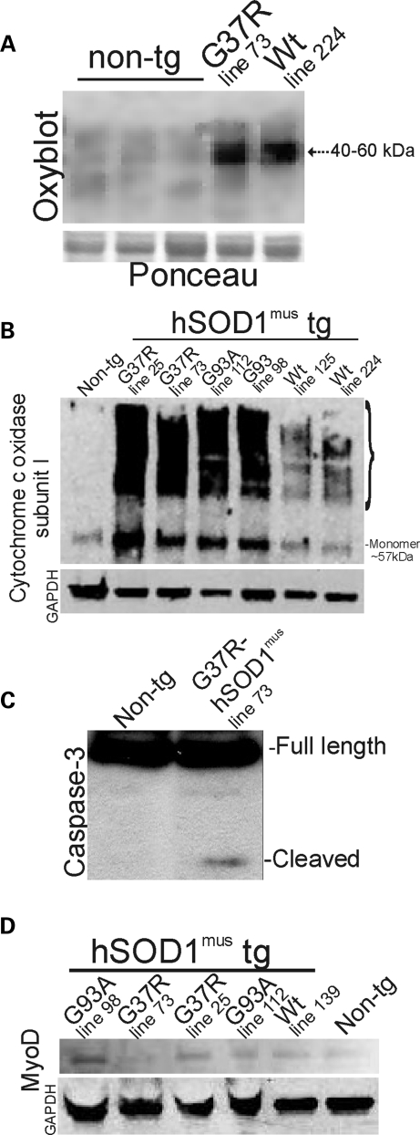 Figure 5.