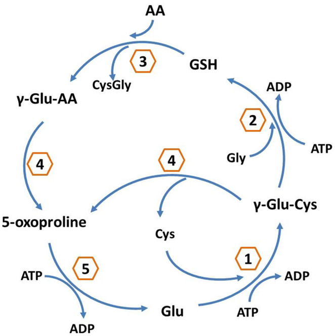 Figure 6