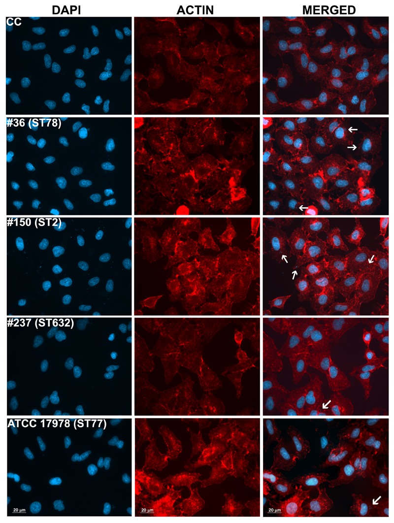 FIGURE 6