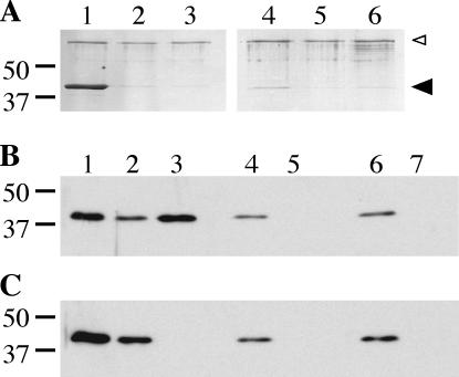 FIG. 8.