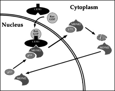 FIG. 7