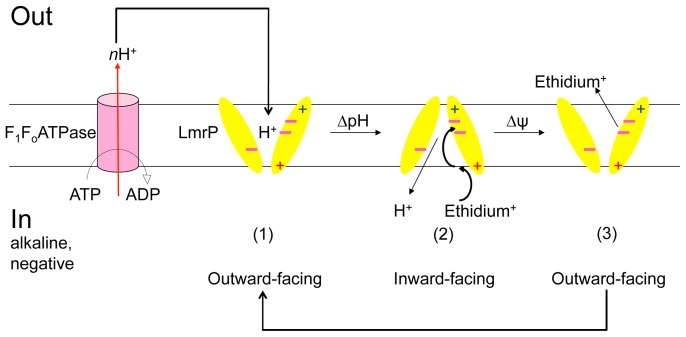 Figure 11