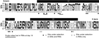 F<sc>IG</sc>. 1.—