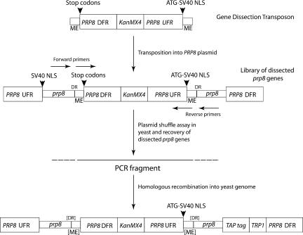 FIGURE 1.