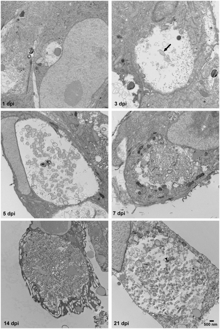 Fig 1