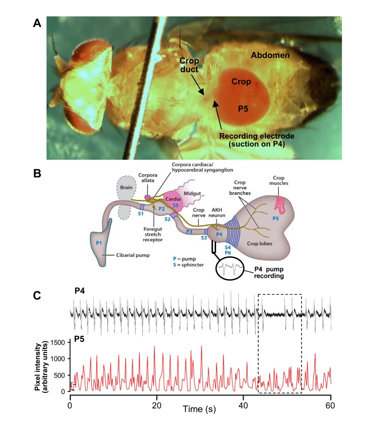 Fig 1