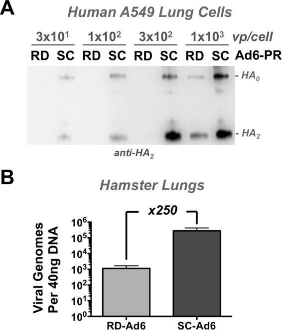 FIG 2