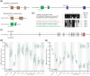Genomic structure of pdf and pdfr genes of eutardigrades, and results of in vitro functional analyses of PDFs and PDFR isoforms in H. exemplaris.