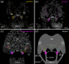 Localization of He-PDF−1 and He-pdf−1 transcripts in the ventral extracerebral PDF-ir cells of H. exemplaris.
