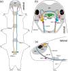 Summary diagrams of localization of PDFs in the head of H. exemplaris.