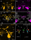 Localization of He-PDF−1 and He-pdf−1 transcripts in the brain of the tardigrade H. exemplaris.
