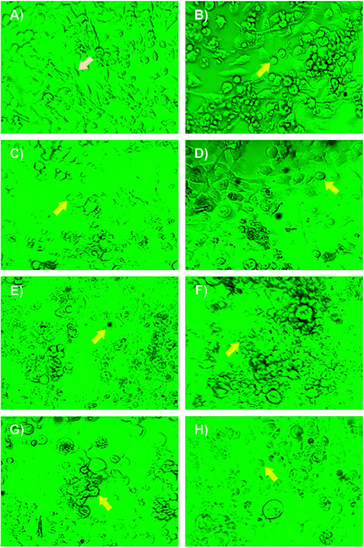 Fig. 9