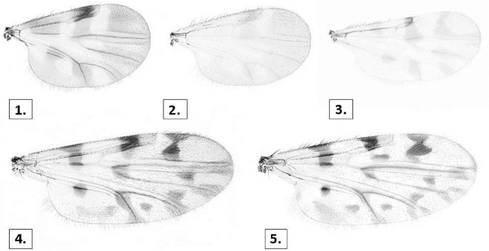 Fig. 6