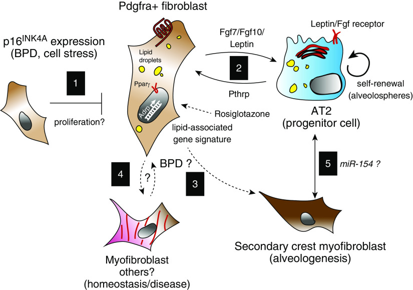 p16 INK4a and the Alveolar Niche Take Center Stage in Bronchopulmonary p16 INK4a and the Alveolar Niche Take Center Stage in Bronchopulmonary
