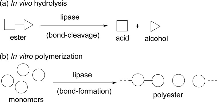 Scheme 4