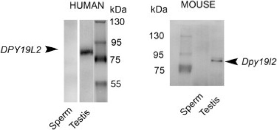 Figure 6