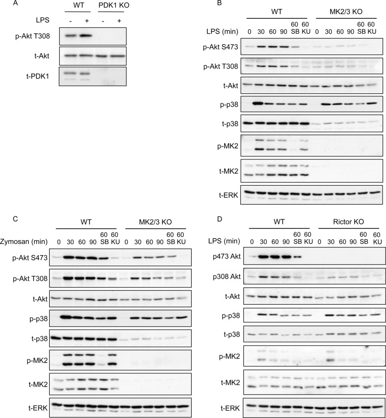 Fig 4