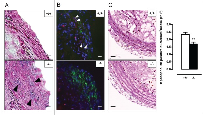 Figure 10.