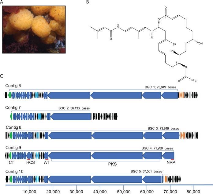 FIG 1