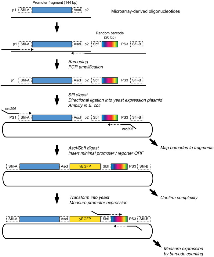 Figure 1—figure supplement 3.