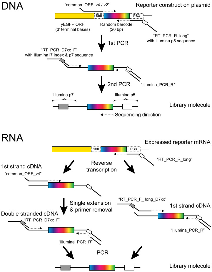 Figure 1—figure supplement 6.