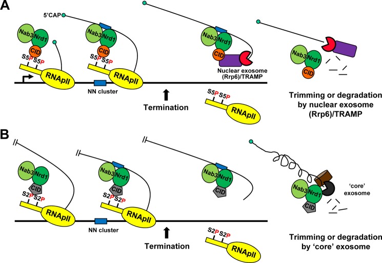 FIGURE 7.