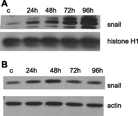 Fig. 10.