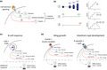 graphic file with name IMCB-98-439-g003.jpg