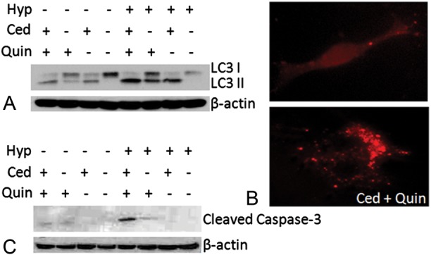 Fig. 7.