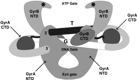 FIG. 1.