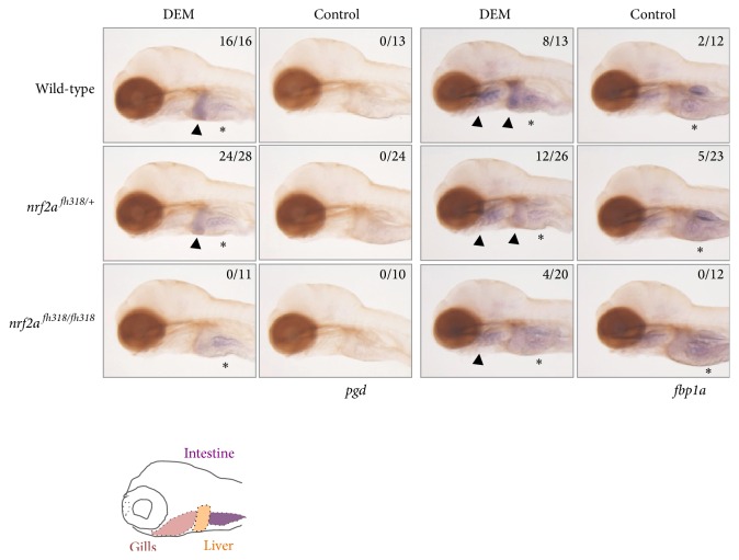 Conservation Of The Nrf2-mediated Gene Regulation Of Proteasome 