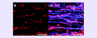 <b>Figure 1.</b>