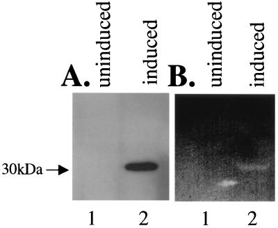 FIG. 2.