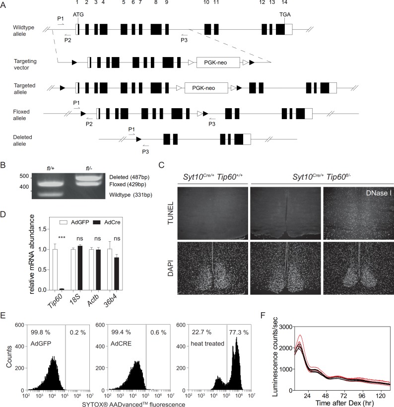 Figure 4—figure supplement 1.