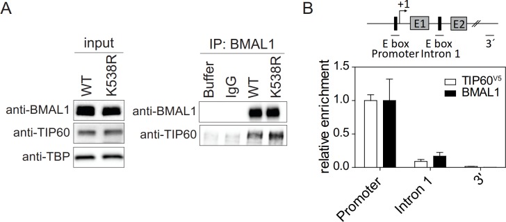 Figure 5—figure supplement 1.