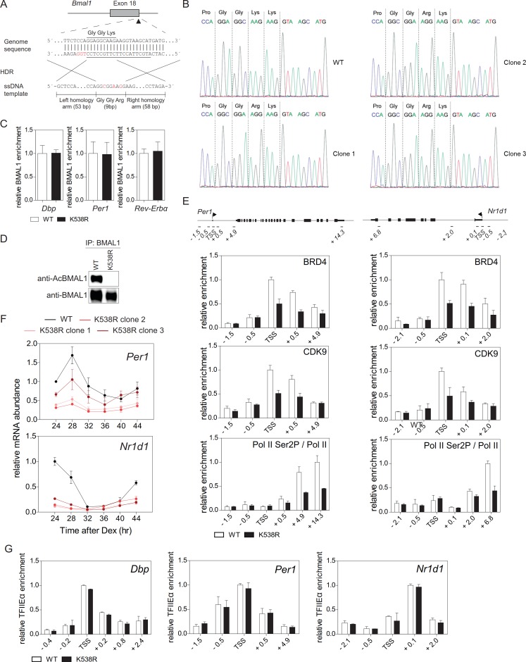 Figure 2—figure supplement 1.